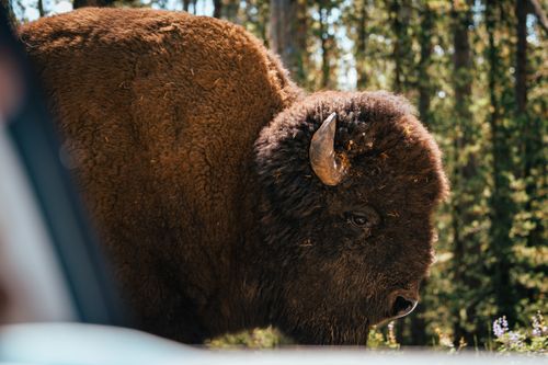 Free A detailed portrait of an American bison standing in a dense forest. Stock Photo