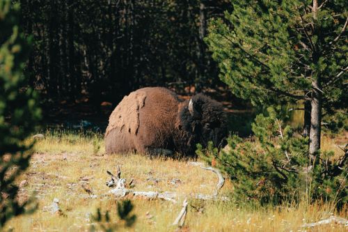 Free A bison rests in a sunlit clearing amid lush greenery in a forest setting. Captured in vibrant detail. Stock Photo