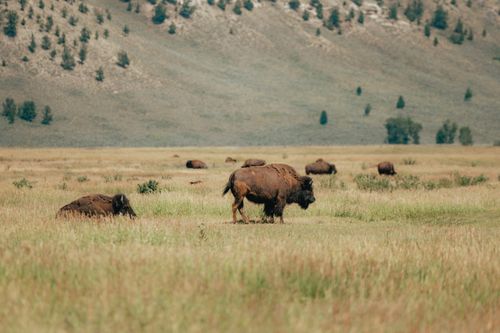 Free A serene scene of bison grazing on a grassland with a mountainous backdrop in summer. Stock Photo