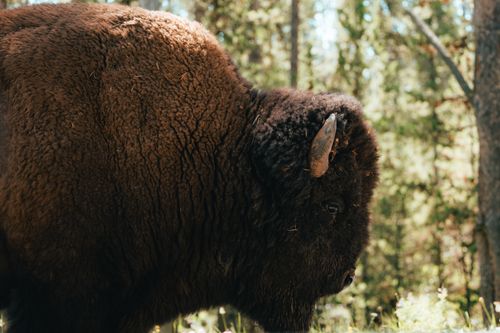 Free Close-up of an American bison in a forest setting during daylight, showcasing its rugged coat and strong presence. Stock Photo