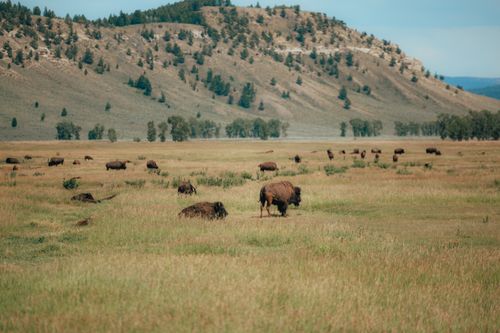 Free A herd of American bison grazing in a vast grassland with hills in the background. Stock Photo