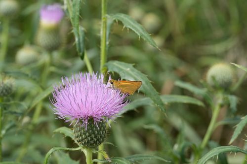 Free A close-up of a butterfly perched on a vibrant pink thistle flower surrounded by greenery. Stock Photo