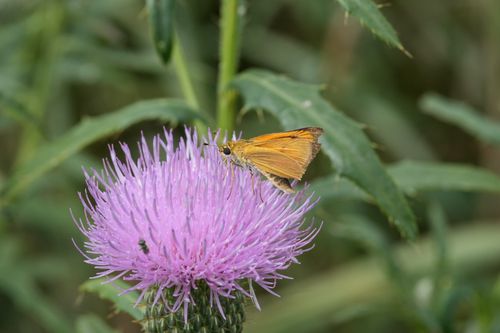 Free A vibrant butterfly perched on a blooming pink thistle, highlighting nature's beauty. Stock Photo