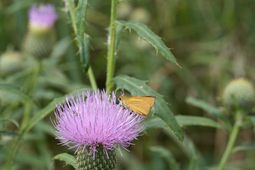 Free Close-up of an orange butterfly perched on a pink thistle flower in a thriving natural setting. Stock Photo
