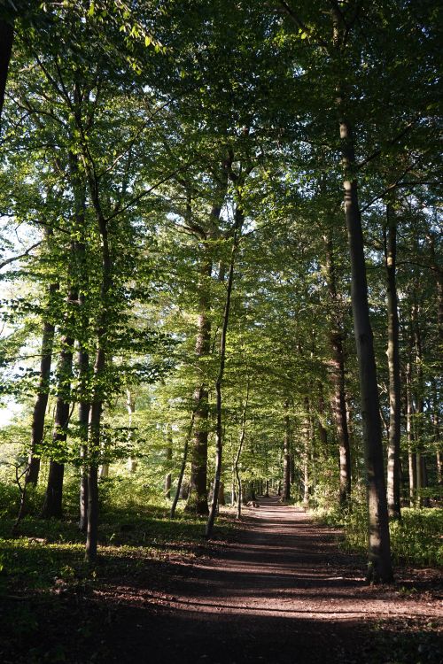 Free A serene forest path in Germany, perfect for nature walks and relaxation during spring. Stock Photo
