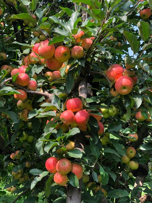 Free Red apples on a flourishing tree in Gwalerai, Khyber Pakhtunkhwa, reflecting Swat's agricultural heritage. Stock Photo