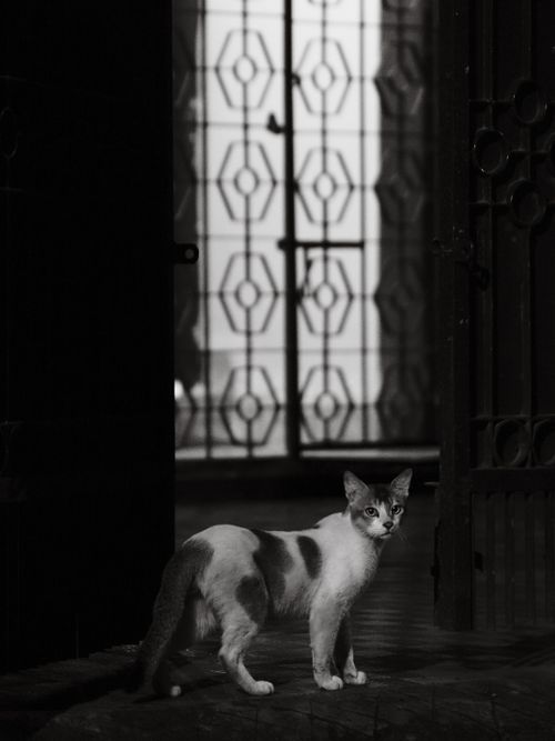 Free A black and white image of a cat standing at night indoors. Stock Photo