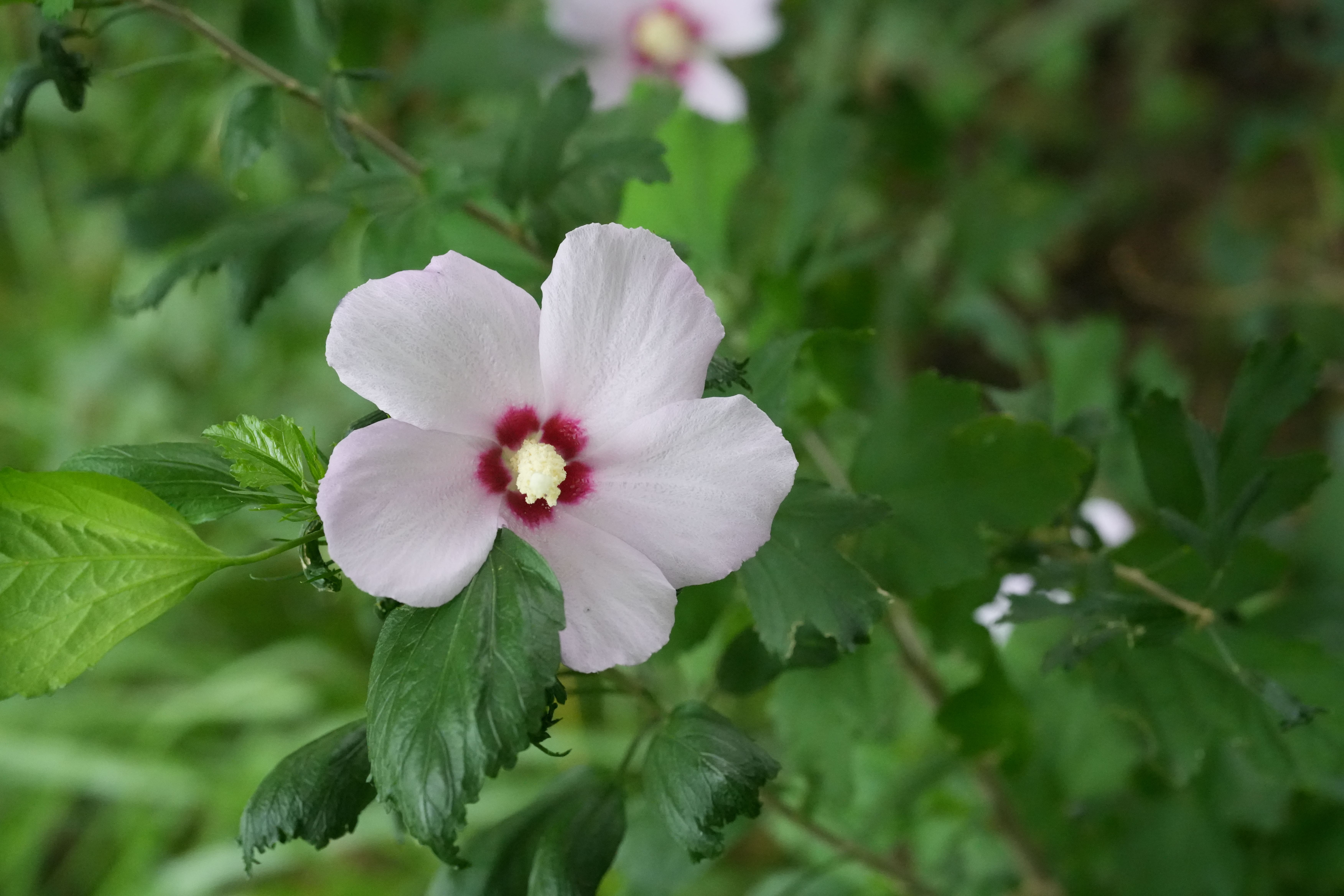 A delicate light pink Hibiscus flower with a dark red center blooming amongst green leaves.