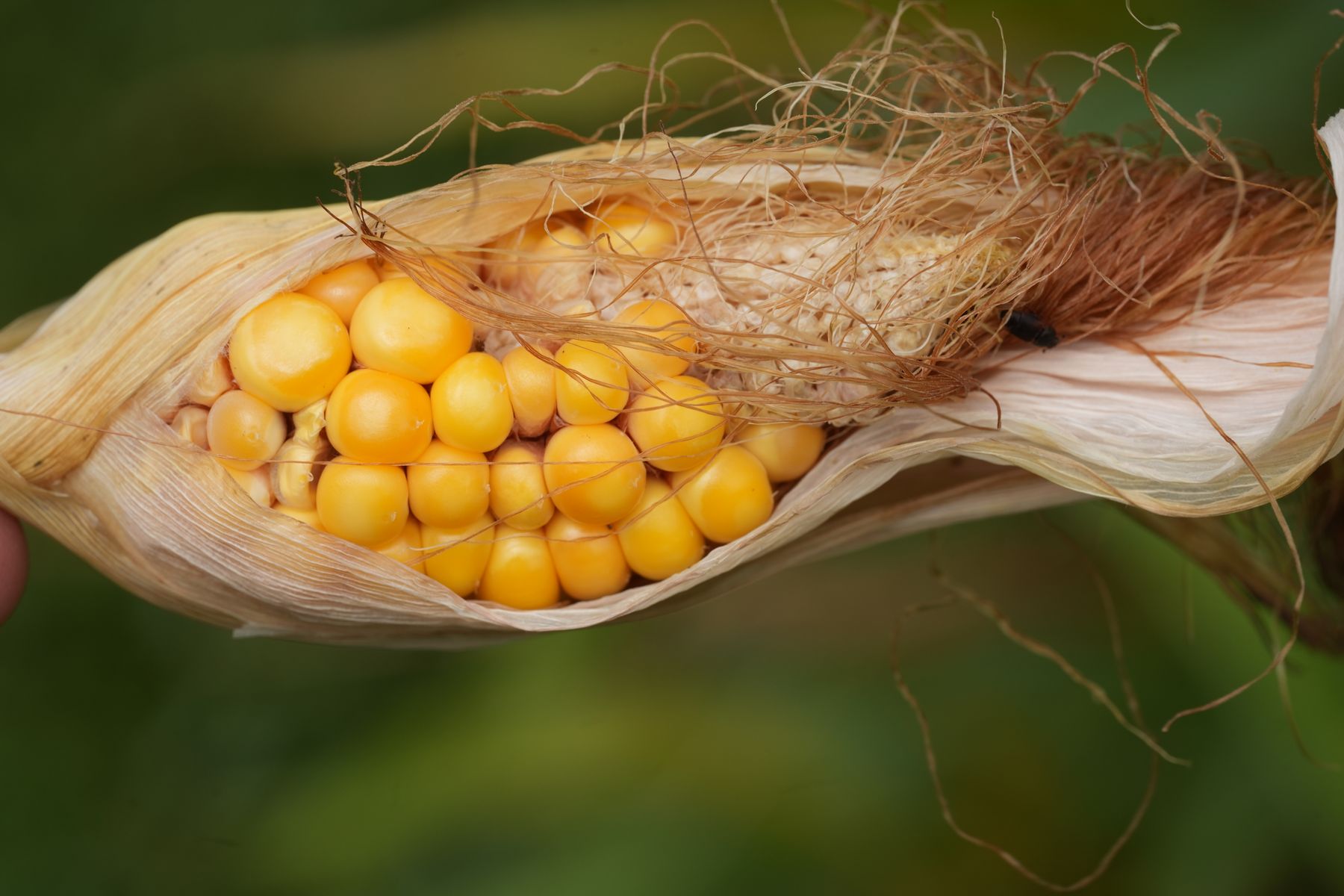 Maiskolben mit geöffneten Blatthüllen