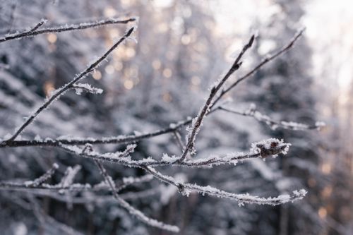 Free Close-up of frosty branches against a snowy forest backdrop in winter Saint Petersburg, Russia. Stock Photo