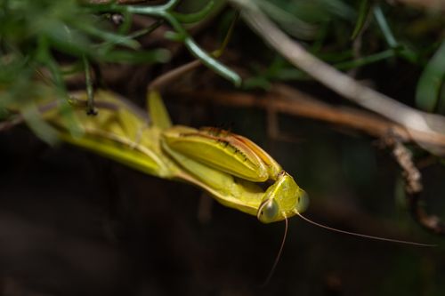 Free Detailed macro shot of a European mantis in its natural environment. Stock Photo