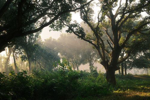 Free Sunlight filtering through trees in a serene forest setting, Rajshahi, Bangladesh. Stock Photo