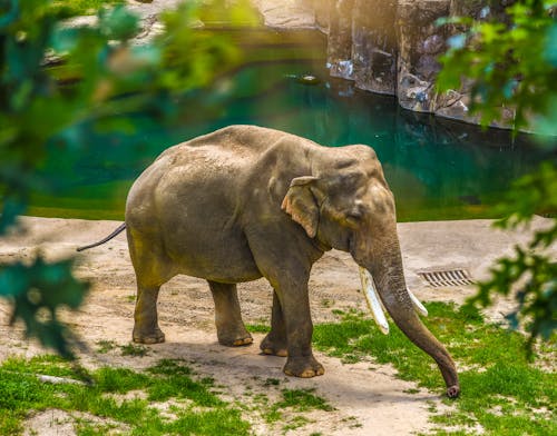 Foto d'estoc gratuïta de animal, animal salvatge, elefant