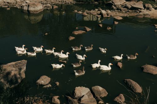 Free A serene view of a flock of geese gliding across a rocky lake in Ávila, Spain, under natural daylight. Stock Photo