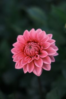 A vibrant pink dahlia flower captured in full bloom, showcasing its intricate petal details.