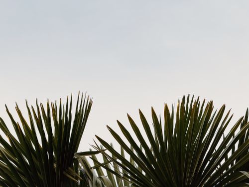Free Minimalist image of palm leaves silhouetted against a clear sky, creating a tranquil tropical scene. Stock Photo
