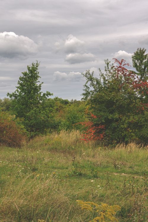 Free Tranquil scene of a lush meadow with diverse foliage and overcast clouds. Stock Photo