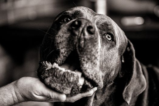 A detailed black-and-white portrait of a large dog with a hand gently holding its chin.