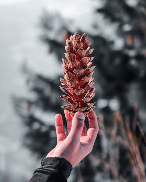 Základová fotografie zdarma na téma alpský, barvy v indii, borová šiška