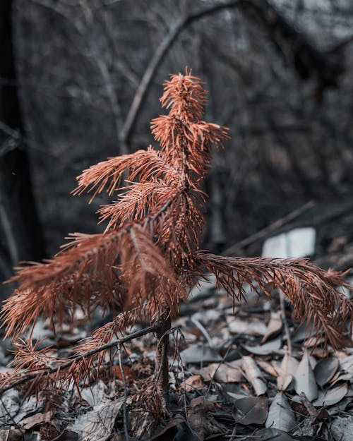 Základová fotografie zdarma na téma alpský, barvy v indii, borová šiška