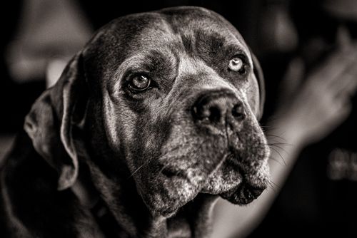 Free Intimate black and white portrait of a Cane Corso dog showcasing its expressive eyes and detailed features. Stock Photo