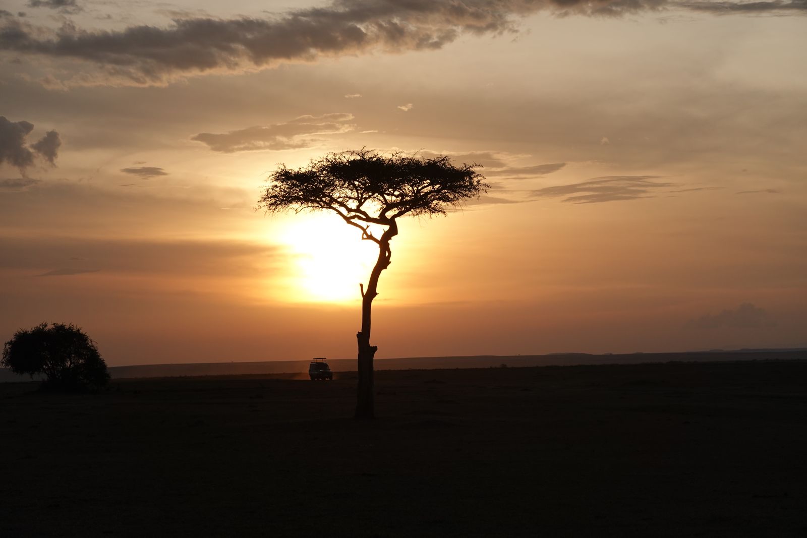 Acacia at sunset on the savanna