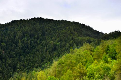 Free A scenic view of lush green forest covering a hillside under a cloudy sky. Stock Photo