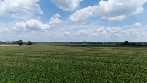 Free A vast cornfield stretches under a bright blue sky with scattered clouds. Stock Photo