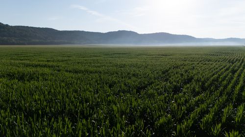 Free Expansive green cornfield at sunrise with misty hills in the background. Stock Photo