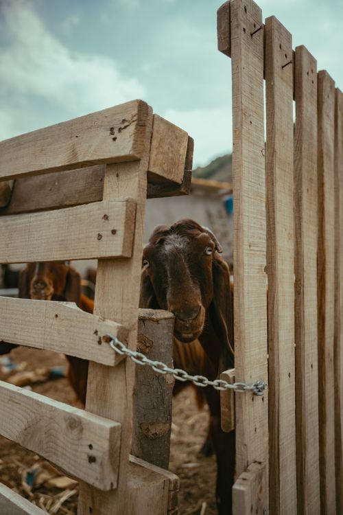 Free Close-up of a brown goat peering through a rustic wooden fence on a farm. Stock Photo