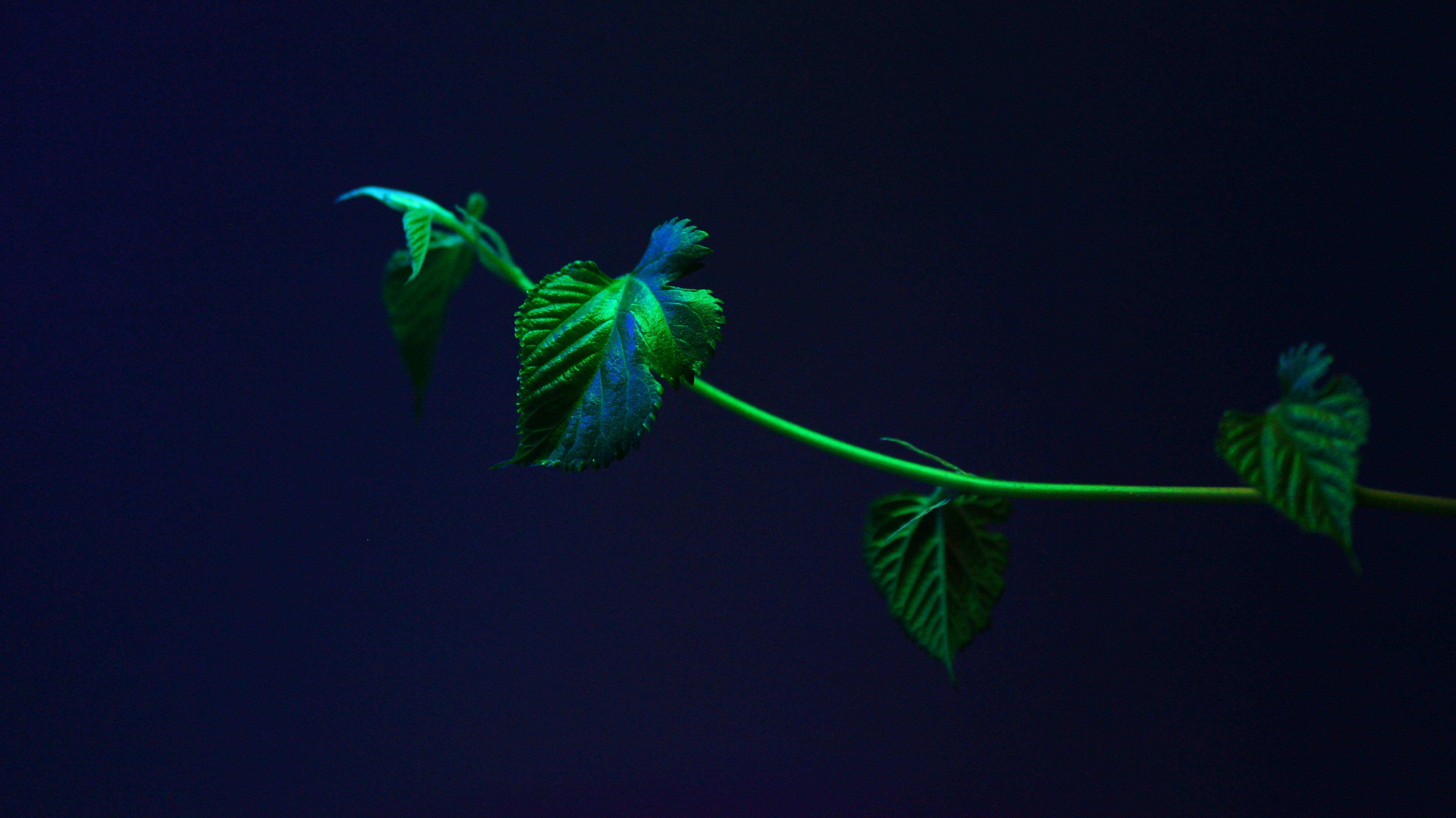 Flourish studio. Зеленые листья акварель. Three leaf studio logo. Leaf studio. Leaf studio.