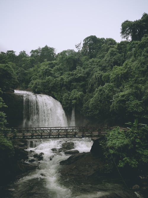 Waterfalls in the Middle of Green Trees