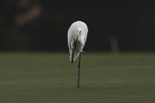 Free A solitary Great Egret standing gracefully on one leg in a natural wetland setting. Stock Photo