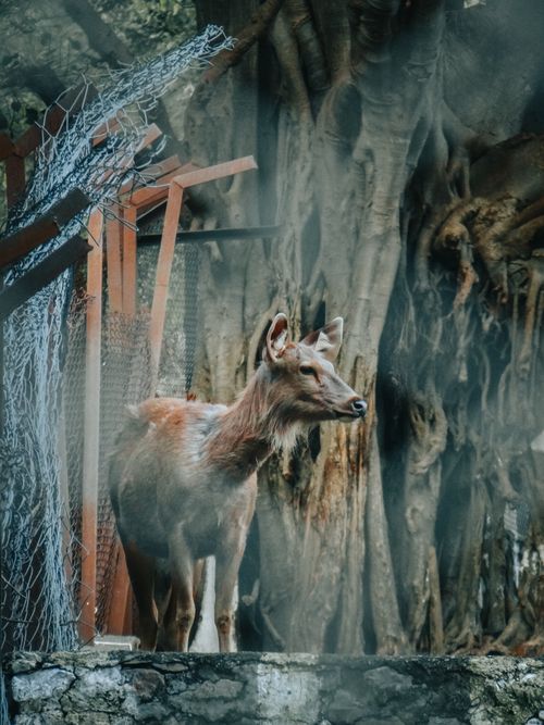 Free A young deer with budding antlers stands near a fence in a wooded area. Stock Photo