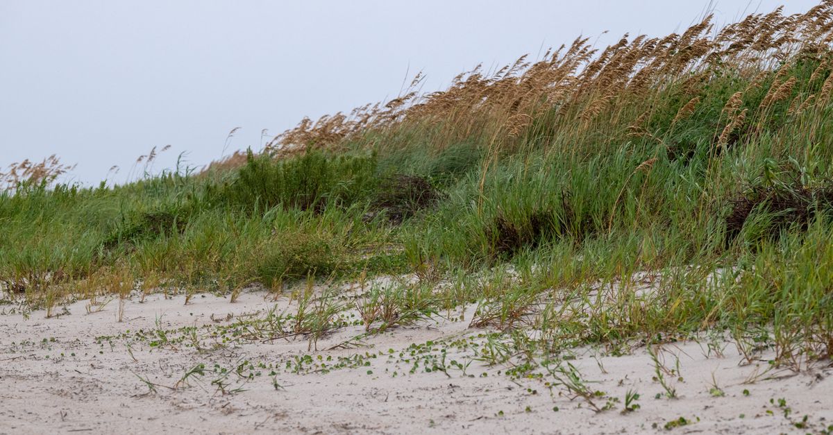 Wind-swept grasses on a sandy dune at Atlantic Beach, North Carolina.