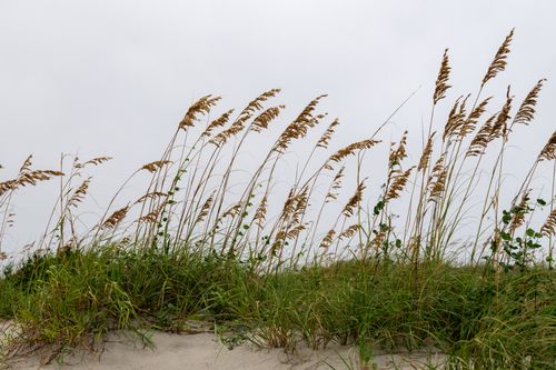 Free Tall grasses sway in the breeze at Atlantic Beach, North Carolina. Stock Photo