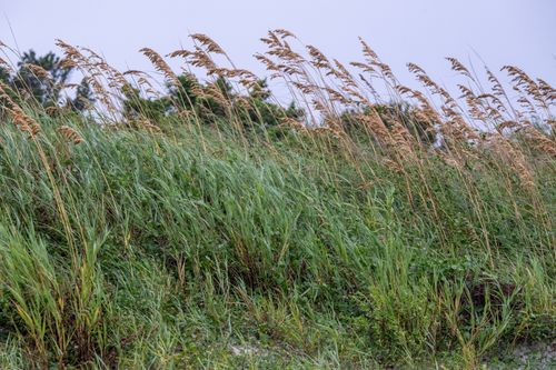 Free Sea oats swaying in the wind at Atlantic Beach, North Carolina, capturing the coastal serenity. Stock Photo