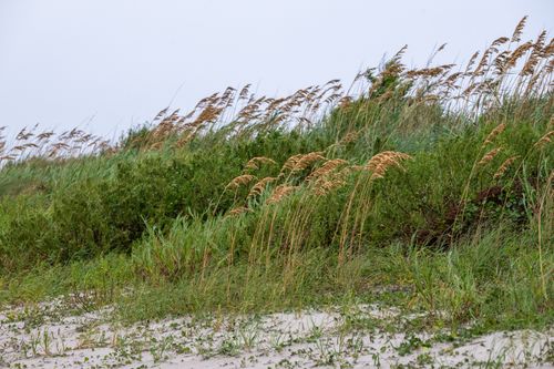 Free Captivating view of sandy dunes with sea oats swaying in the wind at Atlantic Beach, NC. Stock Photo