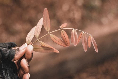 Person Holding Brown Leaf