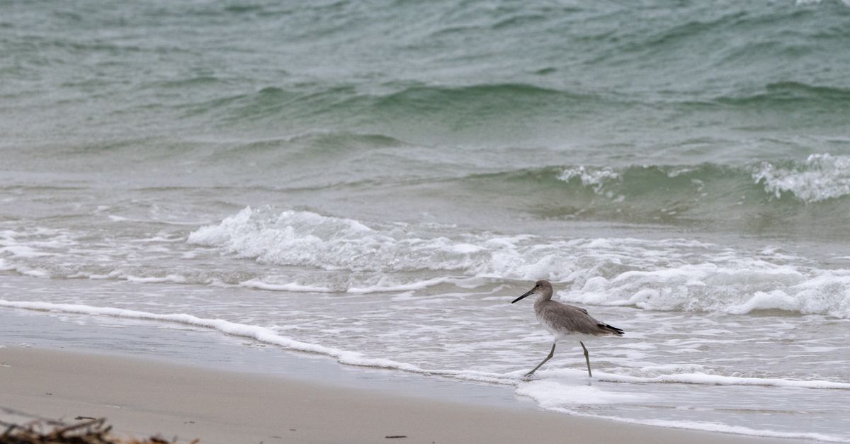 A willet bird walks along the shoreline at Atlantic Beach, North Carolina, with waves in the background.