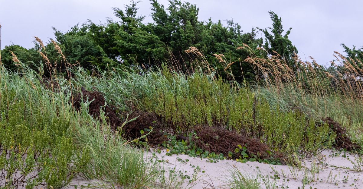Lush green dunes and grasses at Atlantic Beach, North Carolina on a breezy day.