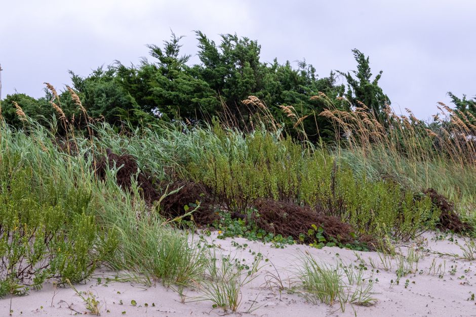 Take a Nearby Coastal Day Trip things to do in holden beach