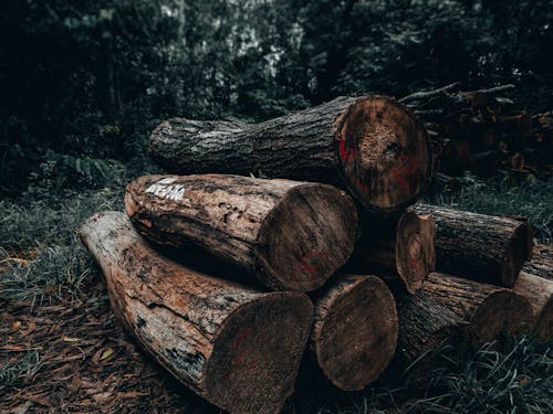 Kostnadsfri bild av avverkning, bark, brännved