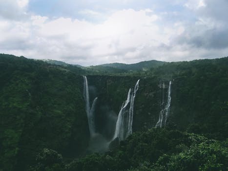 Scenic cascade of Jog Falls amidst lush rainforest in Karnataka, India.