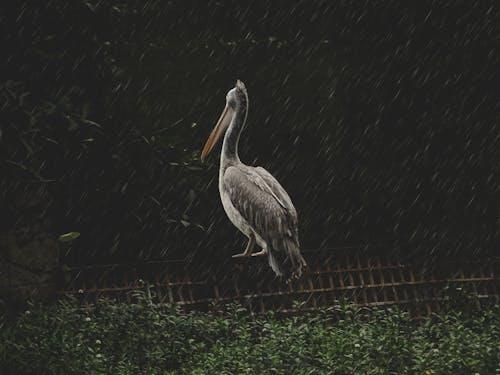 Fotobanka s bezplatnými fotkami na tému dlhý, farebný obraz, horizontálny