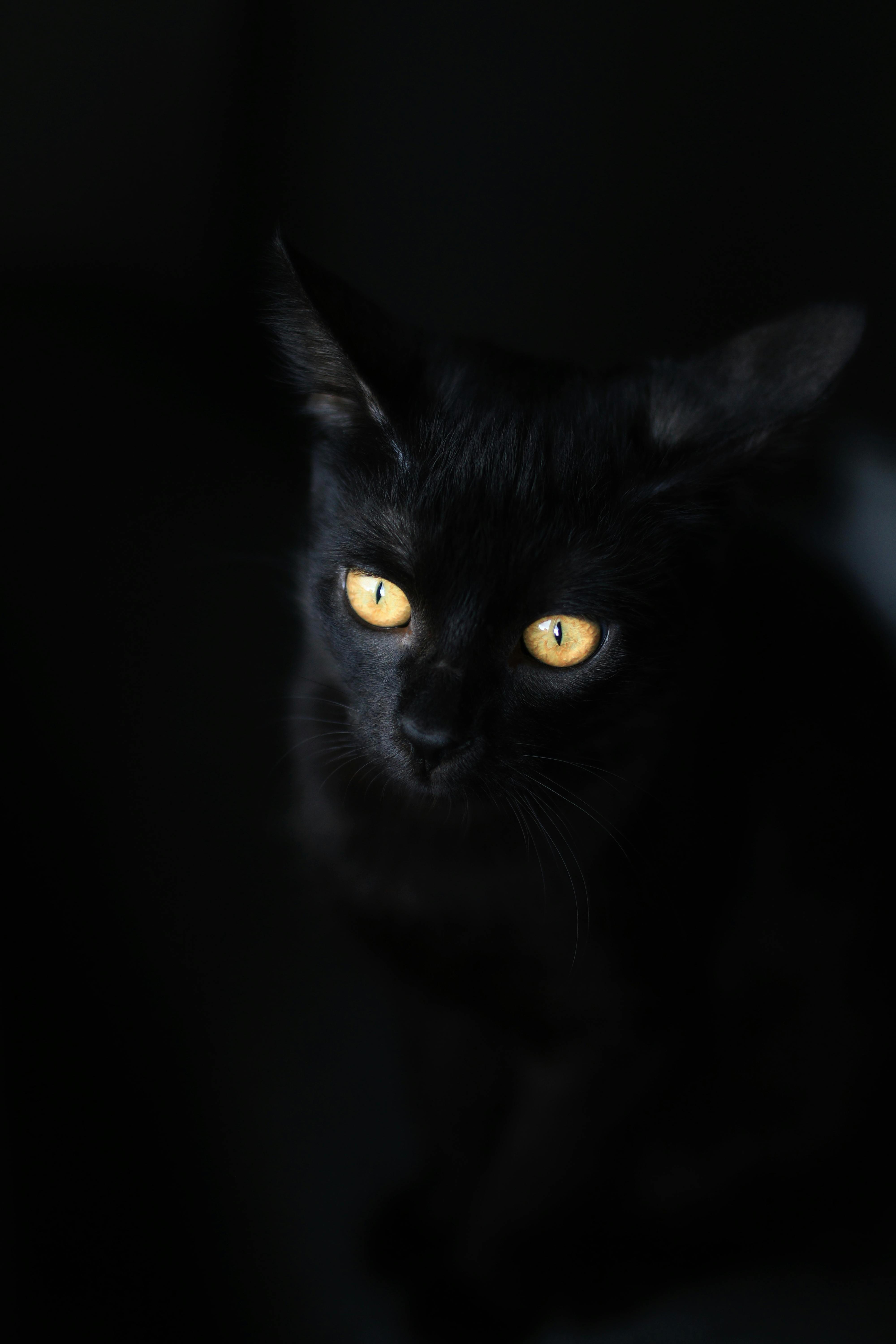 Black Cat Yellow Eyes Hd Wallpaper