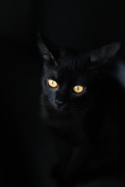 黄色い目を持つ黒い猫
