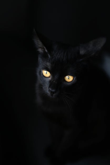 Simpatico gatto nero con occhi gialli coperta morbida per tutte le