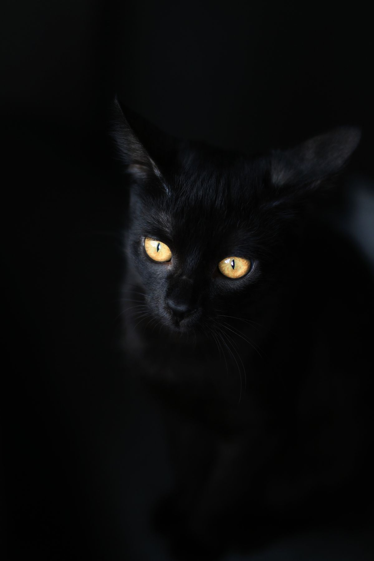 Black cat with striking yellow eyes in low light, showing the natural glow of the tapetum lucidum