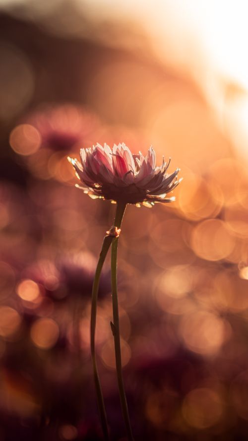 Free Beautiful wildflower basking in the warm sunset light, capturing nature's ephemeral beauty in Kings Park, WA. Stock Photo
